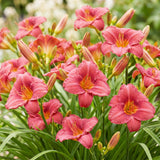 Green boutiQ - Vasteplant - Hemerocallis Summer Wine - Daglelie - Bijen en Vlinderlokkers - Paars - 3 Planten - Pot 11cm - Hoogte 15-25cm