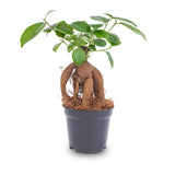 Ficus microcarpa ginseng bonsai- Potmaat 9