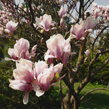 Green boutiQ - Heesters -Magnolia Soulangiana- Bloemen Licht Roze - 1 Plant - Bladverliezend - Weinig Onderhoud - Pot 17cm Hoogte 45cm