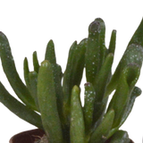 Vetplanten mix 5.5 cm - 10x - zonder pot