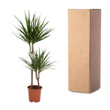Dracaena Marginata - Ø19cm - ↕100cm