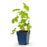 Green boutiQ - Vasteplant - Delphinium (P) Galahad - Ridderspoor - Bijen en Vlinderlokkers - Wit - 1 Plant - Pot 11cm - Hoogte 15-25cm