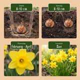 15x Narcissus February Gold - Februarigouden narcis - Geel - Voorjaarsbloeier - Bolmaat 10/12