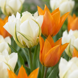 15x Tulipa Sunbath - Tulp Sunbath - Geel en Wit - Voorjaarsbloeier - Bolmaat 11/12