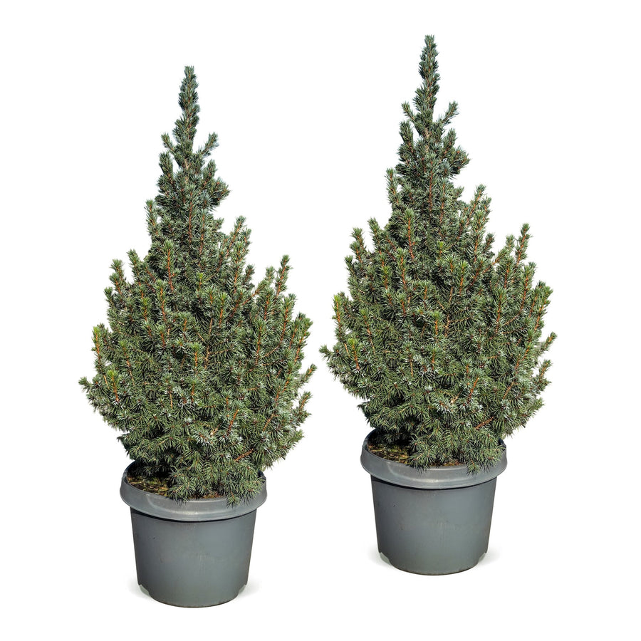 Set van 2 – Pot Ø23 cm · 60 cm hoog · Blauwe kegelspar kerstboom (foto 2)