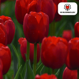 Tulpenbollen Seadov — dieprode tulp, 20 stuks (maat 11/12)