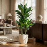 DracaenaJanet Lindt met Potter wit - 95cm - Ø21