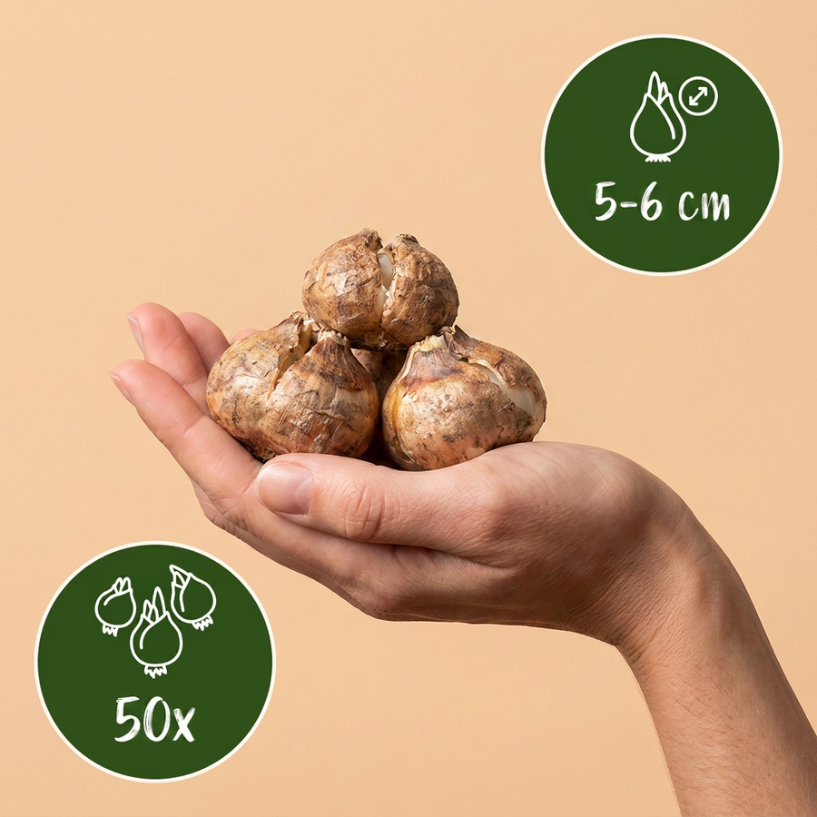 Sneeuwklokjesbollen Elwesii — wit, 50 stuks (bolmaat 5/6)