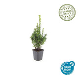 6x Buxus Sempervirens - ↕10-25cm - Ø9cm