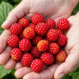 Green boutiQ - Fruitplanten - Japanse Wijnbes - Rubus Phoenicolasius - Winterhard - 3 Planten - Pot 9 cm - Rode Bes