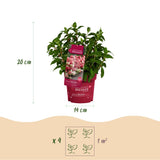 Green boutiQ - Tuinplant - Hydrangea panniculata Groundbreaker Ruby - Pluimhortensia - Winterhard - Rood - 4 Planten - Pot 14cm -Hoogte 20-25cm