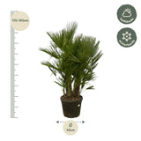 Chamaerops Humilis multi stam - 160 - 220 cm - Ø50cm