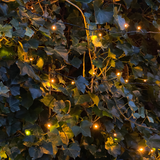 Hedera Hibernica - Klimop - Kant-en-Klaar Haag |↔120cm - ↨120 cm