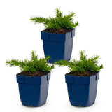 Green boutiQ - Vasteplant - Phlox Rosette - Vlambloem - Bodembedekkend - Roze - 3 Planten - Pot 11cm - Hoogte 15-25cm