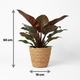 Green boutiQ - Kamerplant - Philodendron - Philodendron Imperial Red - Rood - Weinig onderhoud - 1 Plant - met Mand - Pot 19cm - Hoogte 60cm