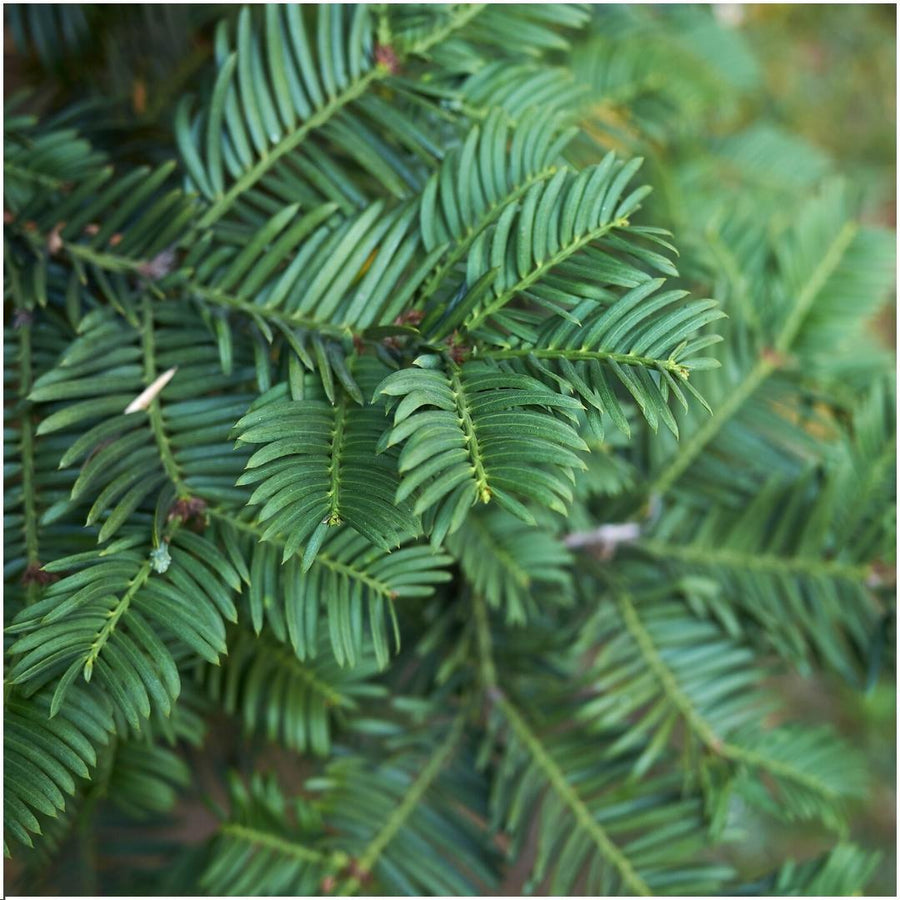 Taxus baccata — Venijnboomhaag, 6 planten (1 strekkende meter)