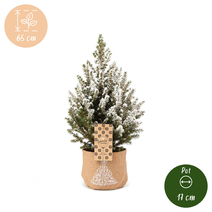 Kegelspar kerstboom besneeuwd – Pot Ø17 cm · 65 cm hoog · met jute zak (foto 6)