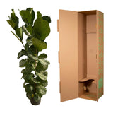 Ficus Lyrata struik - 180 cm - Ø27