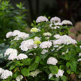 Green boutiQ - Tuinplant - Hydrangea Endles Summer The Bride - Hortensia - Winterhard - Wit - 4 Planten - Pot 14cm - Hoogte 20-25cm