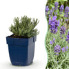 Green boutiQ - Vasteplant - Lavandula ang. Dwarf Blue - Lavendel - Geurend - Paars - 12 Planten - Pot 11cm - Hoogte 15-25cm