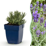 Green boutiQ - Vasteplant - Lavandula ang. Dwarf Blue - Lavendel - Geurend - Paars - 12 Planten - Pot 11cm - Hoogte 15-25cm