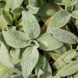 48x Stachys byzantina 'Silver Carpet' - ↕10-25cm - Ø9cm
