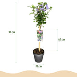 Green boutiQ - Plant op Stam - Hibiscus syriacus Tricolour- Terras Plant - Bladverliezend - Winterhard - Witte, Roze, Paarse Bloem - Pot 19cm Hoogte 90cm