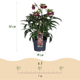 Green boutiQ - Tuinplant - Lenten Rose - Helleborus Dacaya - Roze Bloem - Groenblijvend - Pot 19cm Hoogte 50cm