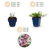 Green boutiQ - Vasteplant - Phlox Tricolour - Vlambloem - Bodembedekkend - Paars - Roze - Wit - 24 Planten - Pot 11cm - Hoogte 15-25cm