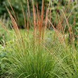 Green boutiQ - Grassen - Molinia caer. Heidebraut - Pijpestrootje - Met Pluim - Groen - 12 Planten - Pot 11cm - Hoogte 15-25cm