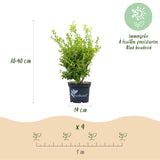 Green boutiQ - Buxus Haag - BetterBuxus Babylon Beauty - Resistant tegen de Buxus schimmel - 4 planten - 1 strekkende meter - pot 19cm hoogte 50-55