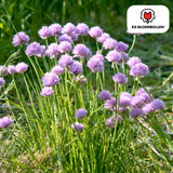 Alliumbollen Carolinianum — 15 stuks
