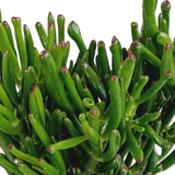 Crassula gollum 17cm