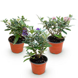 Green boutiQ - Tuinplant - Buddleja davidii Butterfly Candy Little Tricolour - Vlinderstruik - Compact - Roze-Wit-Lila - 3 Planten - Pot 12cm - Hoogte 20-25cm