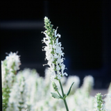 12x Salvia n. 'Schneehugel' - ↕10-25cm - Ø9cm