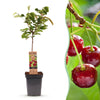 Green boutiQ - Fruitboom - Prunus avium Regina - Kersenboom - Winterhard - Donker Rode Bes - 1 Plant - Pot 21cm - Hoogte 90cm