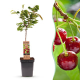 Green boutiQ - Fruitboom - Prunus avium Regina - Kersenboom - Winterhard - Donker Rode Bes - 1 Plant - Pot 21cm - Hoogte 90cm