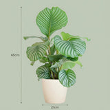 Calathea Orbifolia met Potter wit - 65cm - Ø21