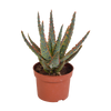 Aloë zebrina Dannyz 10,5cm - zonder pot