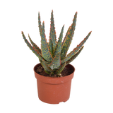 Aloë zebrina Dannyz 10,5cm - zonder pot