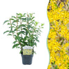 Green boutiQ - Heesters - Forsythia intermedia Goldrauch- Bloem Geel - 1 Plant - Bladverliezend - Weinig Onderhoud - Pot 17cm Hoogte 45cm