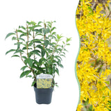 Green boutiQ - Heesters - Forsythia intermedia Goldrauch- Bloem Geel - 1 Plant - Bladverliezend - Weinig Onderhoud - Pot 17cm Hoogte 45cm