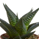Gasteria/Haworthia mix 5,5cm - 5x - in terracotta pot