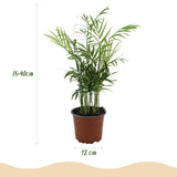 Green boutiQ - Kamerplant - Chamaedorea elegans - Goudpalm - Huisdiervriendelijke Plant - Groen - 1 Plant - met Potter Grijs - Pot 12cm - Hoogte 15cm