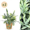 Green boutiQ - Kamerplant - Phlebodium aureum Blue Star - Blauwe Varen - Huisdiervriendelijke Plant - Blauw - 2 Planten - met Mand - Pot 12cm - Hoogte 25cm