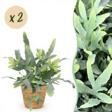 Green boutiQ - Kamerplant - Phlebodium aureum Blue Star - Blauwe Varen - Huisdiervriendelijke Plant - Blauw - 2 Planten - met Mand - Pot 12cm - Hoogte 25cm