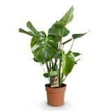 Green BoutiQ - Green is... Kamerplanten - Monstera Deliciosa - Gatenplant - Weinig onderhoud - Groen - 1 Plant - Pot 21cm - Hoogte 70-80cm
