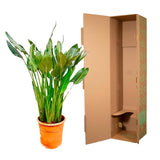 Strelitzia Reginae XL - 150cm - ⌀30