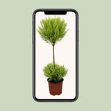 Cupressus Goldcrest Wilma - Ø14cm - ↕60cm