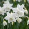 60x Narcissus Triandrus Thalia - Engelennarcis - Wit - Voorjaarsbloeier - Bolmaat 10/12